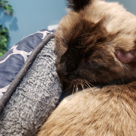 Meet your Posher, Barbara - Picture 1 of 1